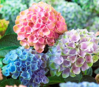 Heavenly Hydrangeas  Nature as Art and Inspiration